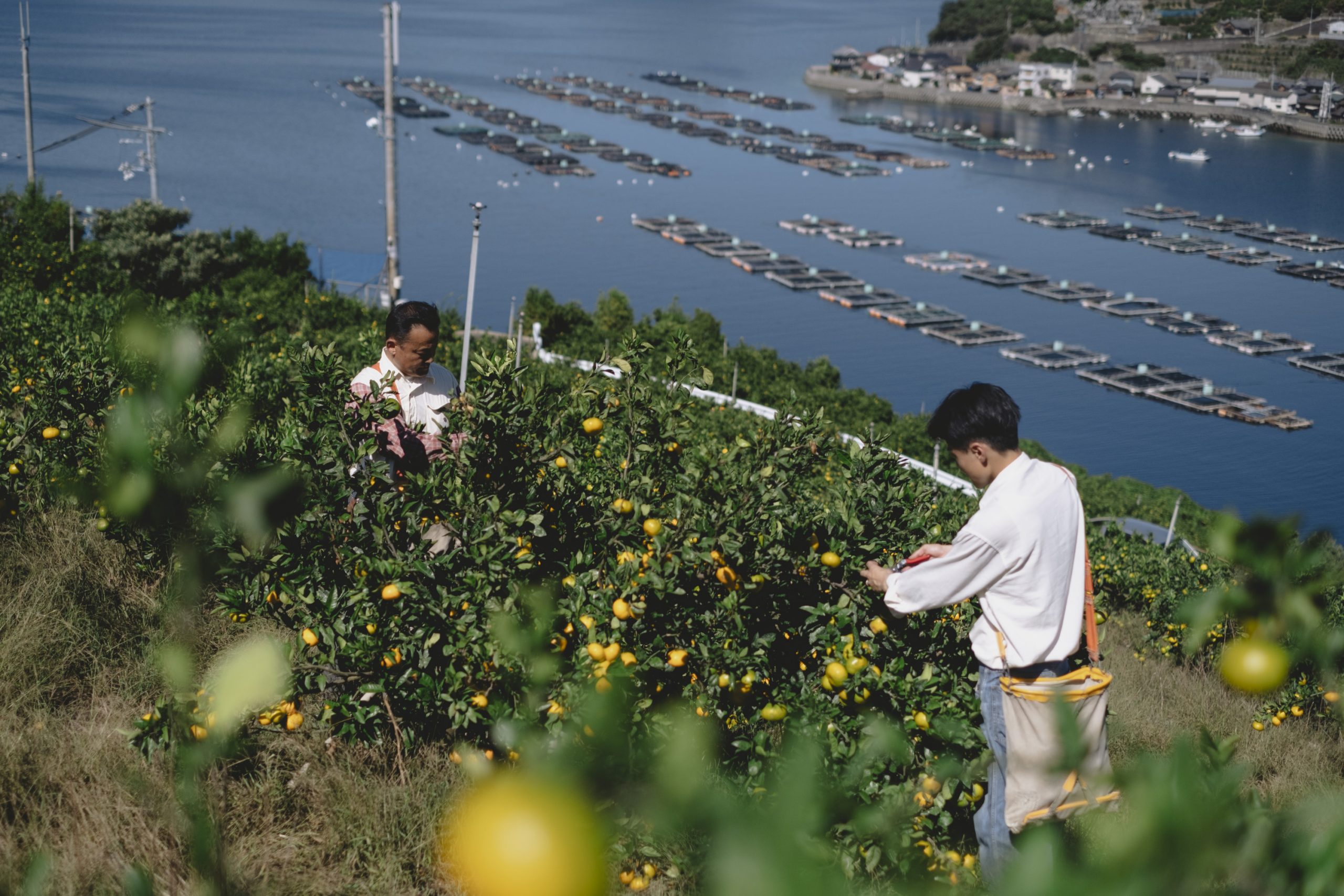 園生百席 116枚 株式会社新口農園 | STANDAGE（スタンデージ）